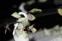 Tortrix viridana