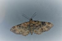 Eupithecia pulchellata