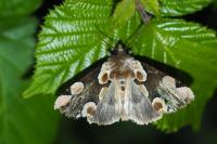 Thyatira batis