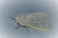 Leucoma salicis