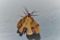 Plagodis dolabraria