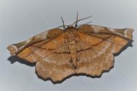 Apeira syringaria