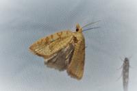 Aleimma loeflingiana