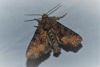 Oligia latruncula