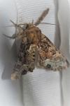 Oligia strigilis