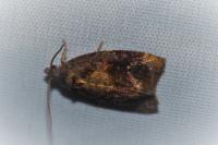 Ditula angustiorana