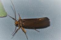 Crassa unitella