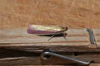 Oncocera semirubella