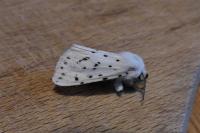 Spilosoma lubricipeda