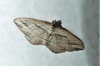Costaconvexa polygrammata