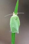 Tortrix viridana