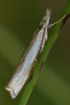 Crambus pascuella