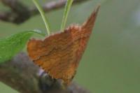 Camptogramma bilineata