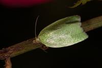Tortrix viridana
