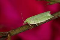 Tortrix viridana