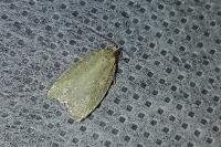 Tortrix viridana