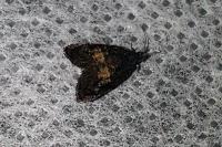 Endothenia nigricostana