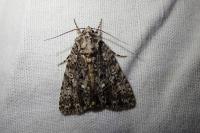 Acronicta rumicis