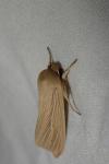 Mythimna pallens