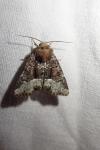 Oligia strigilis