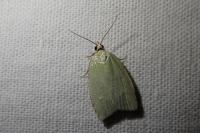 Tortrix viridana