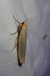 Eilema caniola