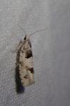 Epinotia bilunana