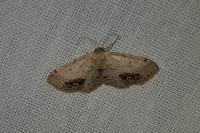 Idaea dimidiata