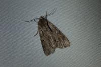 Acronicta psi/tridens