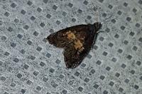 Endothenia nigricostana