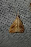 Evergestis forficalis