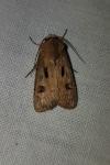 Agrotis exclamationis