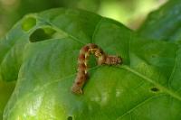 Erannis defoliaria