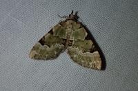 Colostygia pectinataria