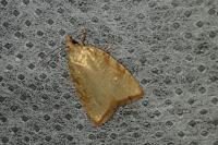 Aleimma loeflingiana