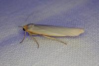 Eilema caniola
