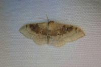 Idaea degeneraria