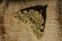 Colostygia pectinataria