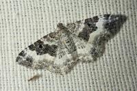 Epirrhoe rivata
