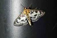 Anania hortulata