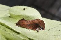 Cosmia pyralina