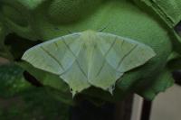 Ourapteryx sambucaria