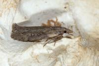 Lamoria anella