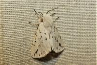 Spilosoma lubricipeda