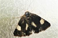 Tyta luctuosa