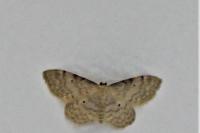Idaea fuscovenosa