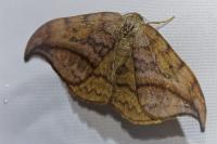 Drepana curvatula