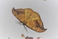 Drepana falcataria