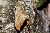 Falcaria lacertinaria