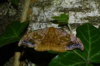 Sabra harpagula